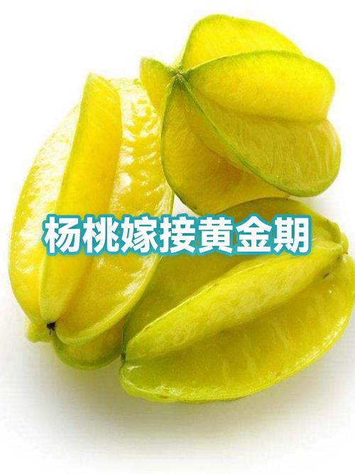 杨桃嫁接方法视频