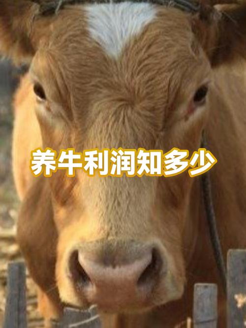 养一头牛的利润