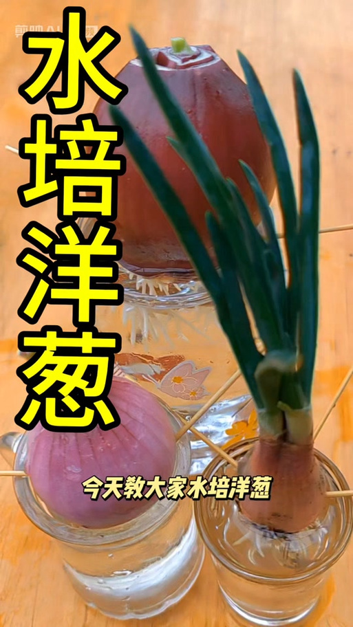 洋葱冬天发芽了能种吗