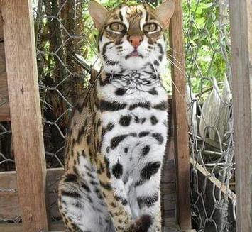 豹猫有哪些品种游戏截图