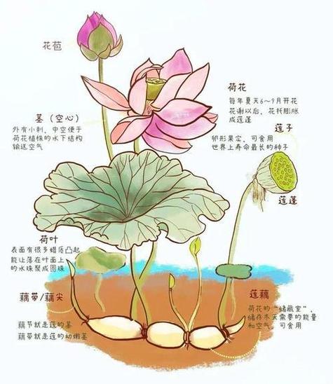 荷花和莲藕是一种植物吗缩略图