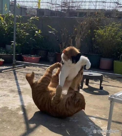 夺命喵喵拳