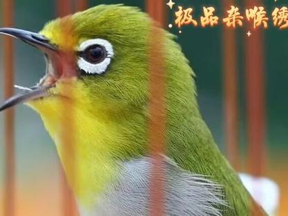 各种鸟叫声