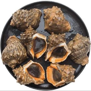 大连海螺价格多少钱一斤