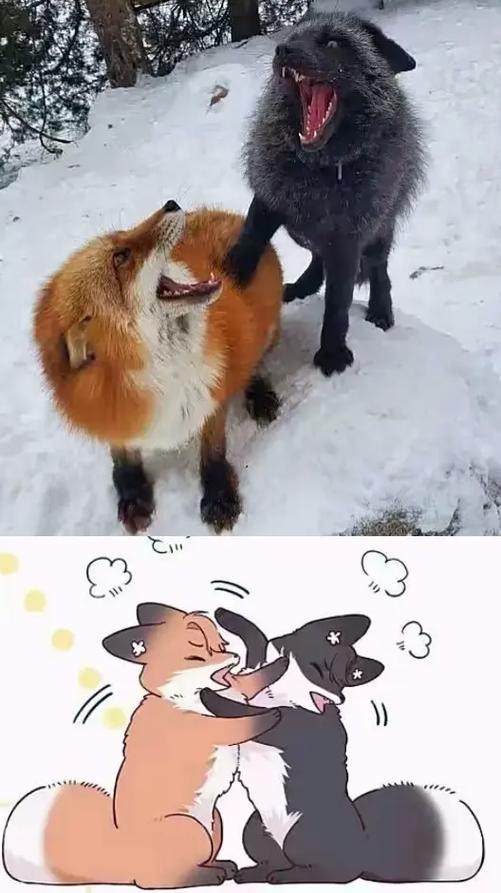 狐狸打的过狗嘛
