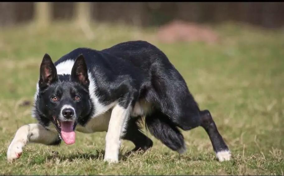 旅游世界欧洲犬难抽吗