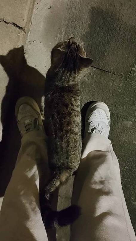 流浪猫能饿几天