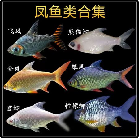 银凤