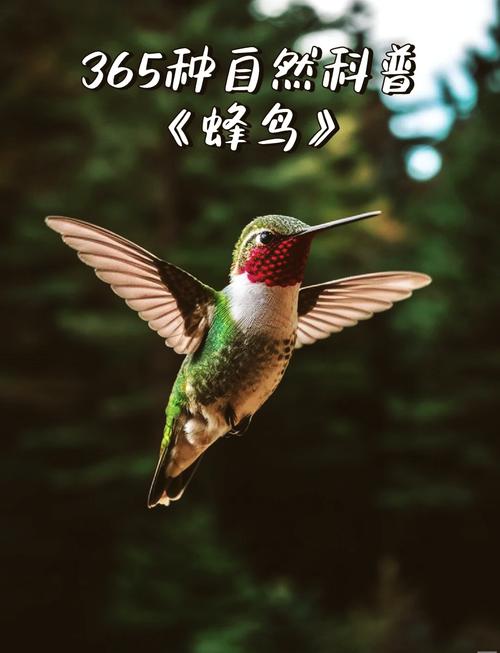 蜂鸟众包需要什么条件
