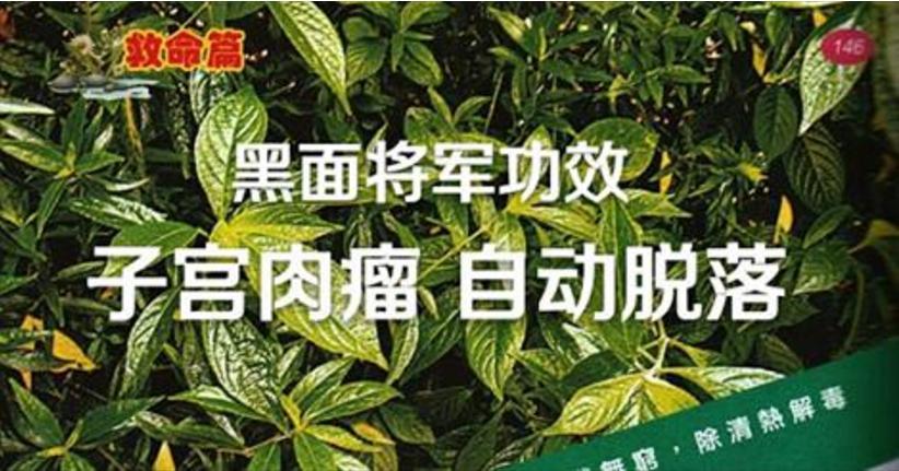 癌症晚期喝黑面将军要注意啥