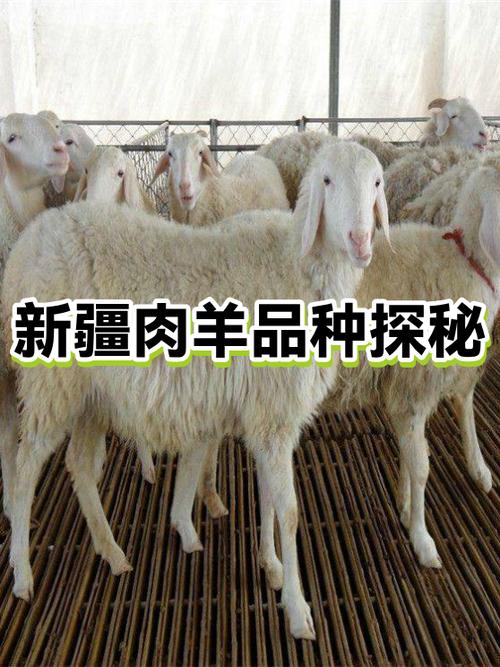 羊羊100是哪里生产的缩略图