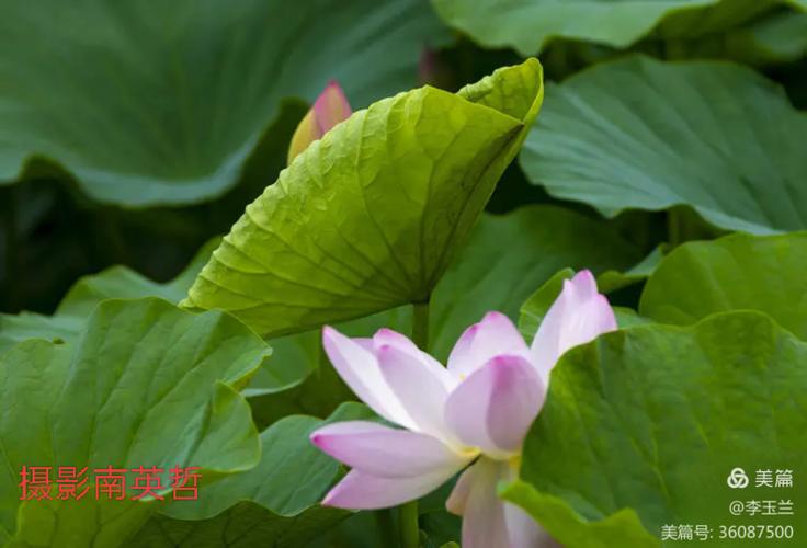 莲子配什么有助于睡眠