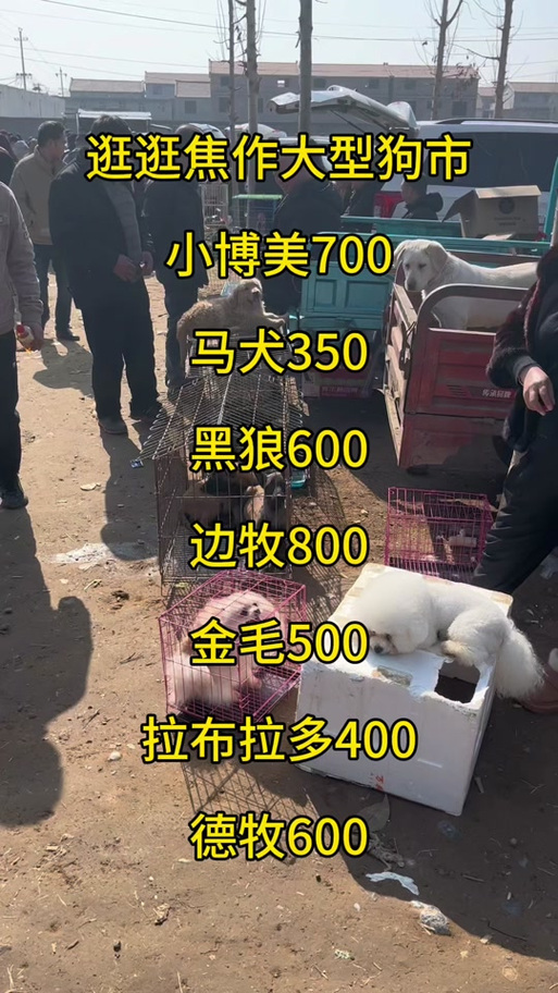 狗市在什么地方图标