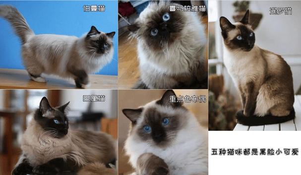 猫咪成长记五行猫