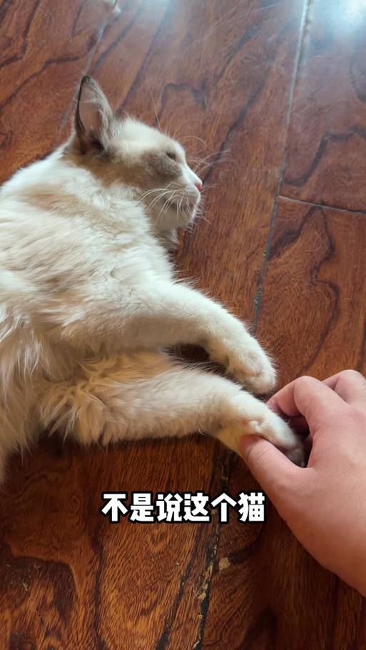 猫咪警惕性很高是为啥
