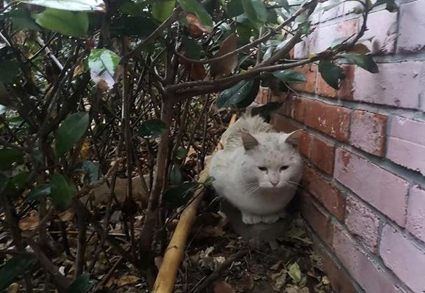 流浪猫在门口不走寓意