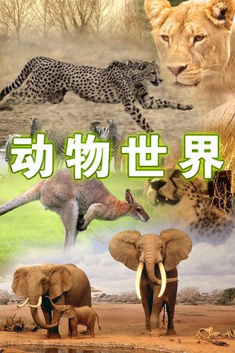 动物世界 在线