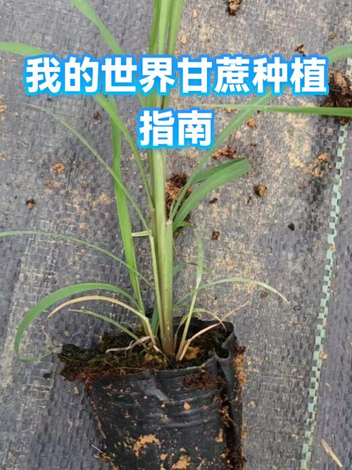 我的世界甘蔗种植