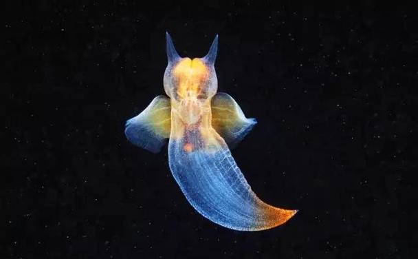 海精灵是什么生物
