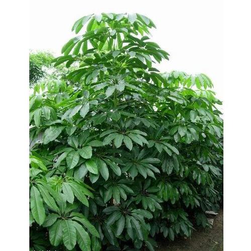 摇钱树现金提现