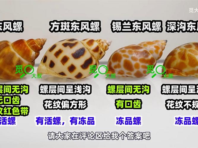 花螺买回来要放水里吗截图
