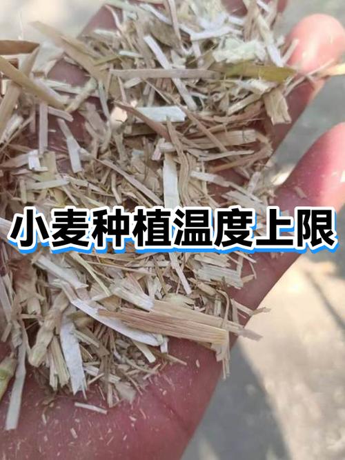 种小麦温度多少度最合适