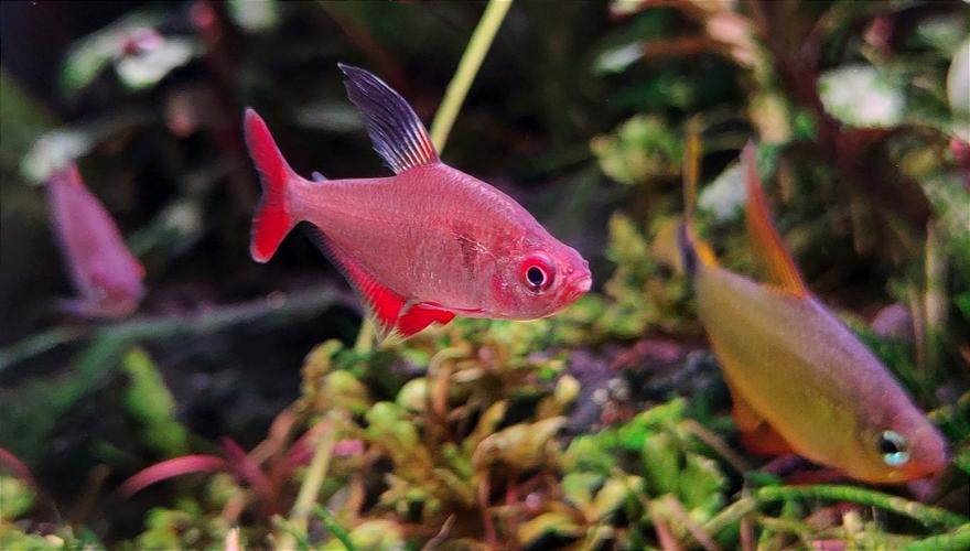 CTA南美水族论坛