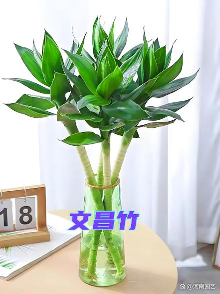 富贵竹和转运竹的区别