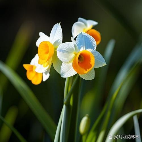 清脆欲滴意思是什么呢