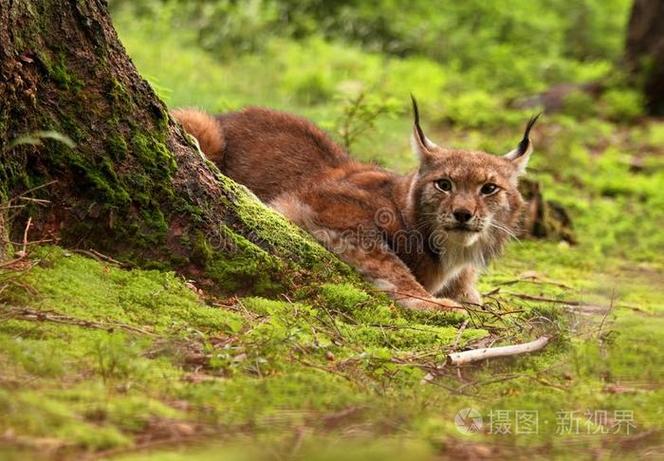 山里的野猫照片