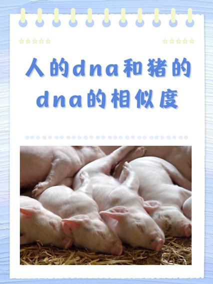 人和其他动物的dna的区别