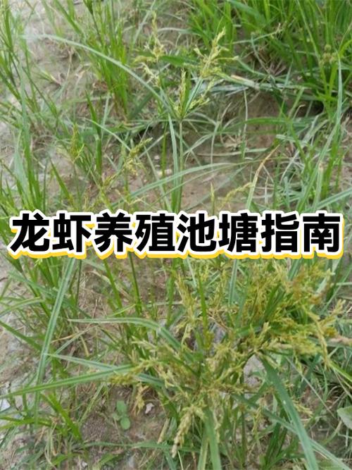 龙虾怎么养殖