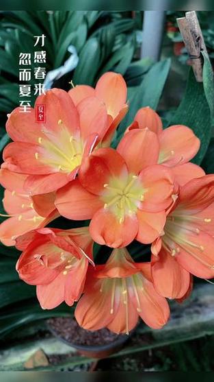 才感春来忽而夏至