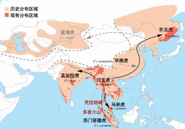 从史前到现在老虎分布范围