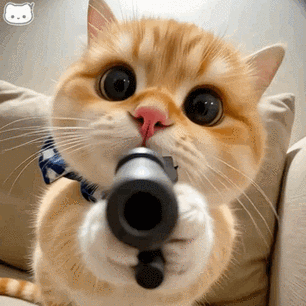 猫咪收到表情包缩略图
