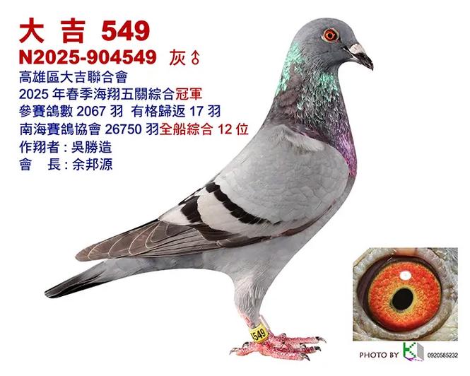 台湾豪强赛鸽第四集