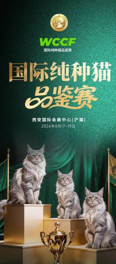 猫咪怎么看品种