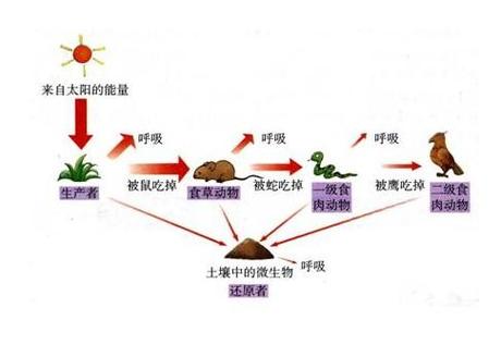 能量传递效率