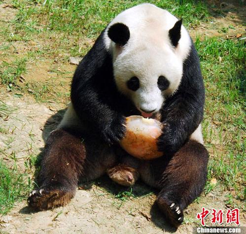森林水果店的熊猫截图