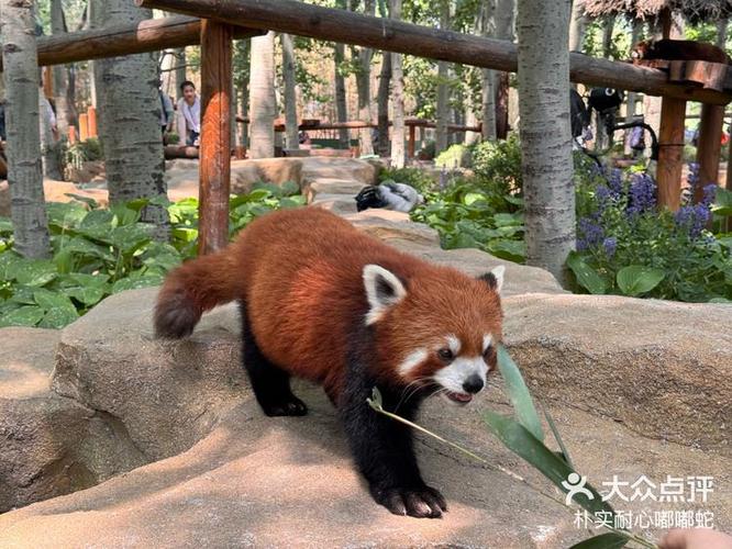 熊猫出没平台的东西是真的吗