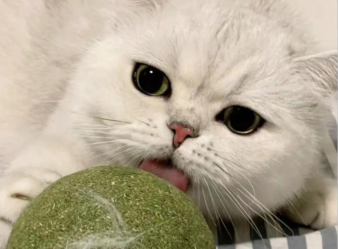 猫薄荷po