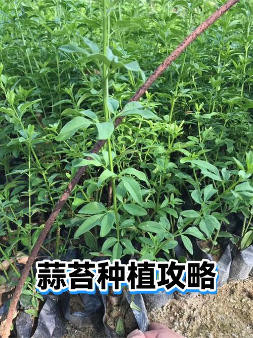 蒜苔种子什么时候种最好图标