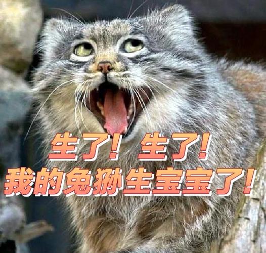 一胎四宝:亿万爹地腹黑