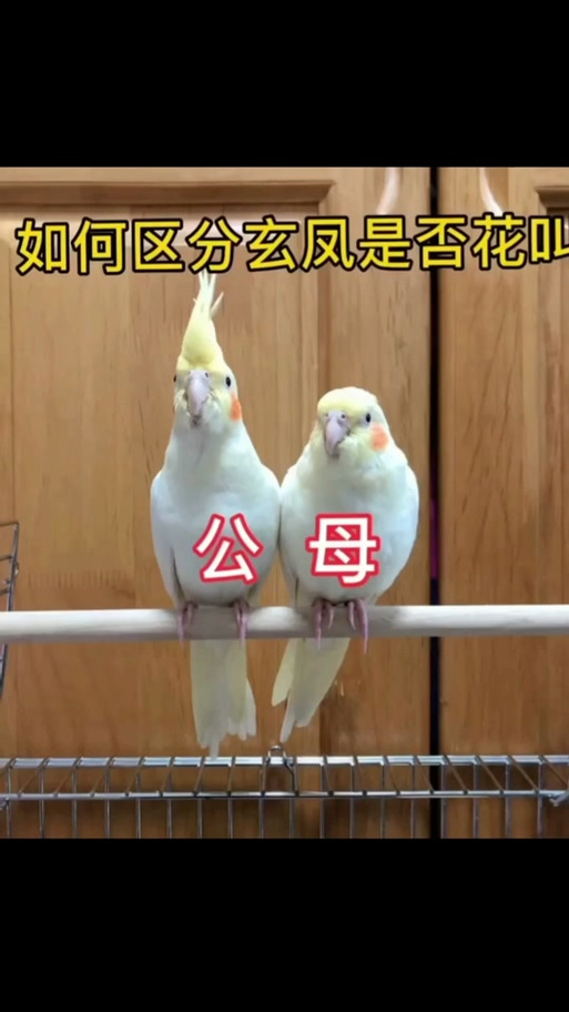 玄凤叫声大全