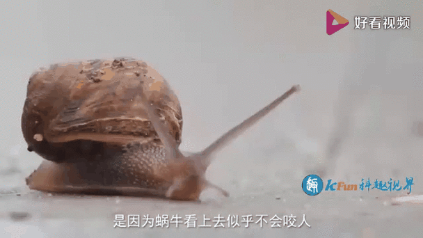 蜗牛资本