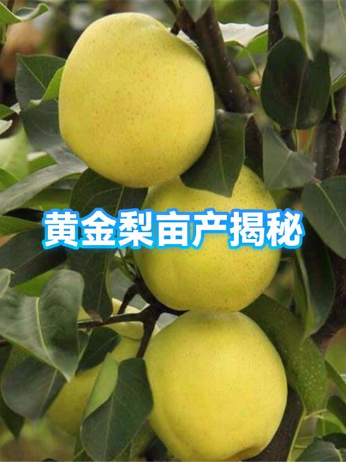 梨亩产量一般是多少