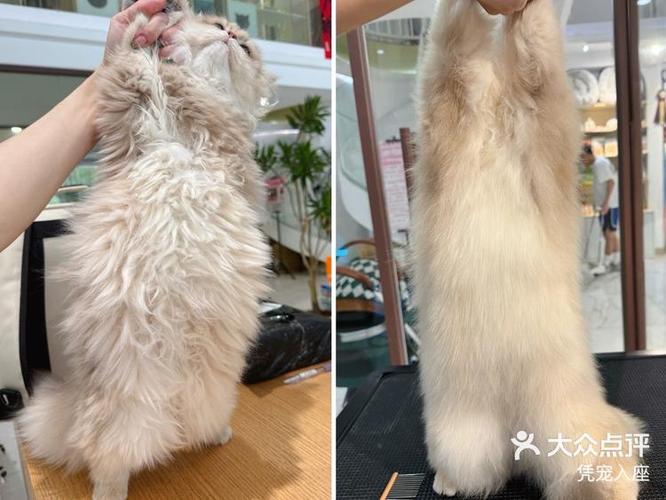 猫背后毛变硬的护理方法