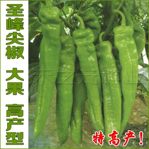 禾之元种业的种子好吗