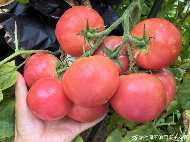 西红柿一串花只结一个果怎么回事