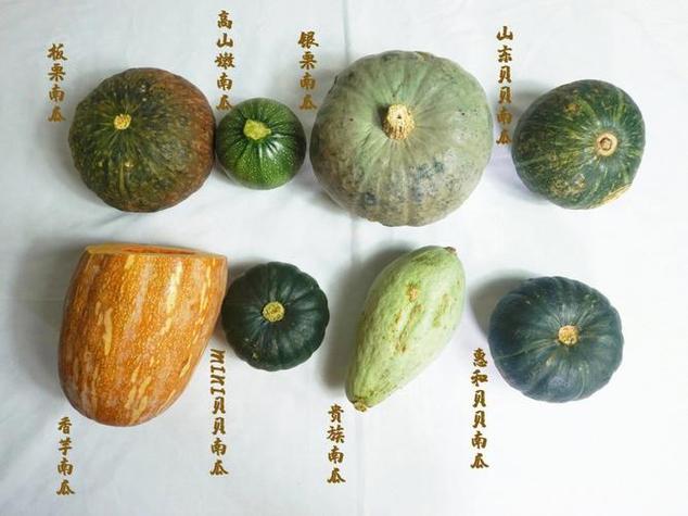南瓜叫什么